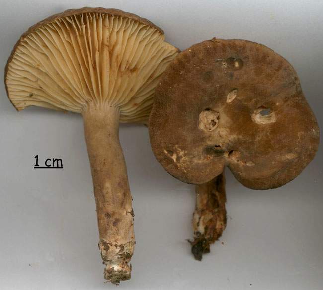 Lactarius romagnesii